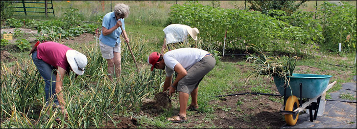 photo of adults working in garden