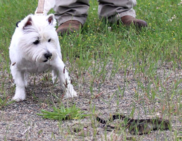 photo of small white terrier approaching rattlesnake