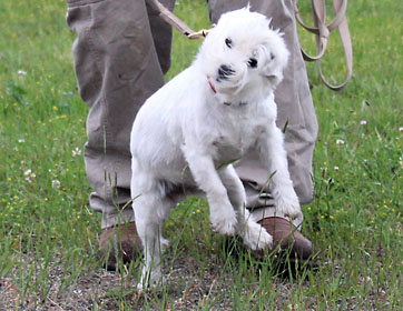 photo of small white terrier jumping back from snake