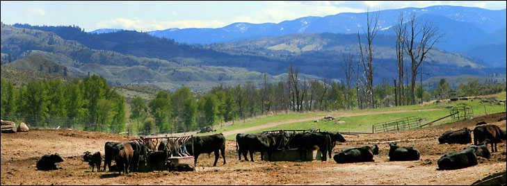 photo of cows resting in feed area with mountains behind