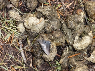 photo of cougar scat with small deer hoof in it