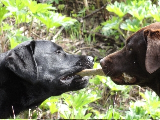 photo of two dogs playing tug of war with bone