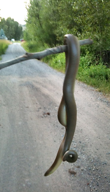 photo of rubber boa snake draped over a stick