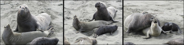 photos of male elephant seal approaching female and mating