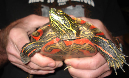 photo of someone holding an orange and black turtle