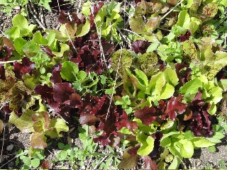 photo of small lettuce plants