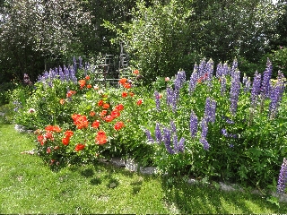 photo of lupine and poppy flowers