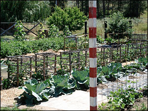 Garden with Stop Sign Post