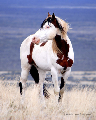 photo of wild horse in open prairie