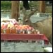 deer at fruit stand