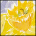 small image of watercolor daffodil