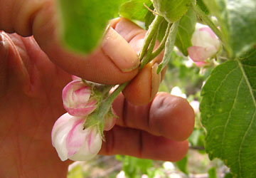 photo of apple blossom about to be picked