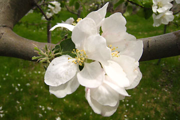 photo of apple blossom just picked