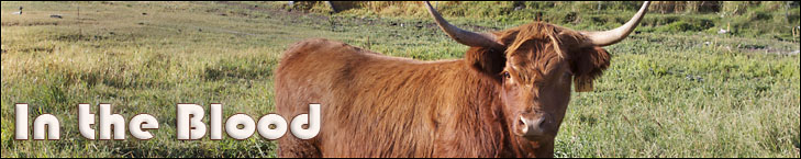 in the blood photo of highland cow