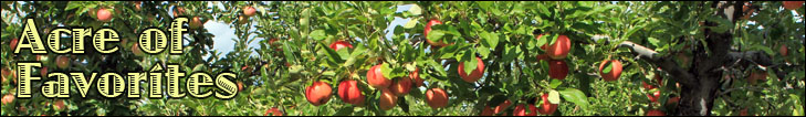 acre of favorites - photo of apple tree