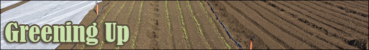 greening up - photo of young greens in tilled field