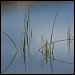 Peaceful reeds